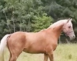 stallion Colour of Fun (German Warmblood, 1995, from Changing Winds)