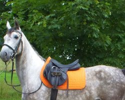 jumper Iga 5 (German Sport Horse, 2009, from Bajou du Rouet)