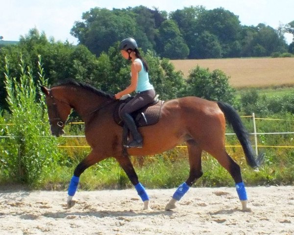 horse Buksza (Belgian Warmblood, 2005, from Bujak)