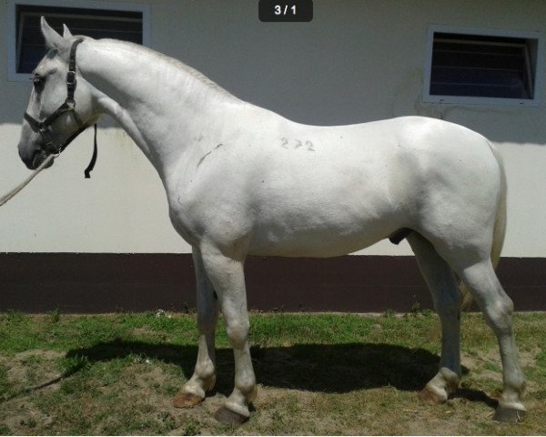 horse Favory (Lipizzaner, 2010, from 2697 Favory XXIV-33)