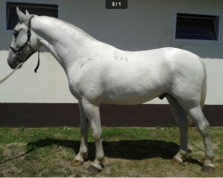 Pferd Favory (Lipizzaner, 2010, von 2697 Favory XXIV-33)