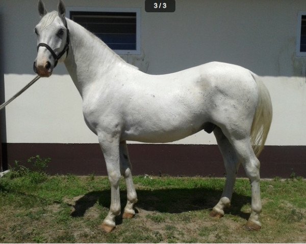 Pferd Pluto (Lipizzaner, 2010, von 370 Pluto VIII Roviga (2027 P. XXIX))