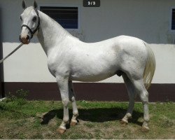 Pferd Pluto (Lipizzaner, 2010, von 370 Pluto VIII Roviga (2027 P. XXIX))