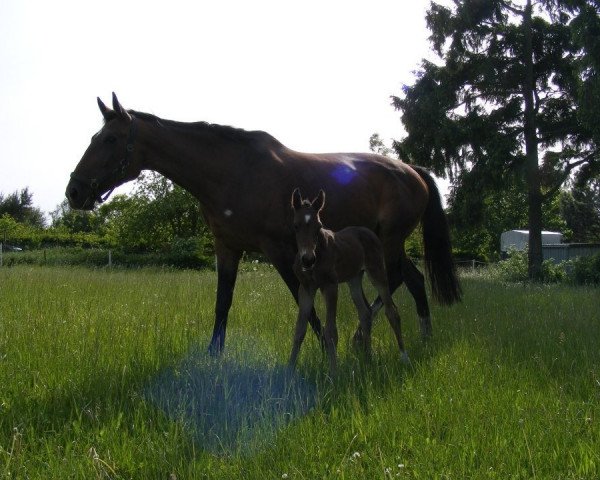 broodmare Luna (Brandenburg, 1997, from Jerome II 3389)