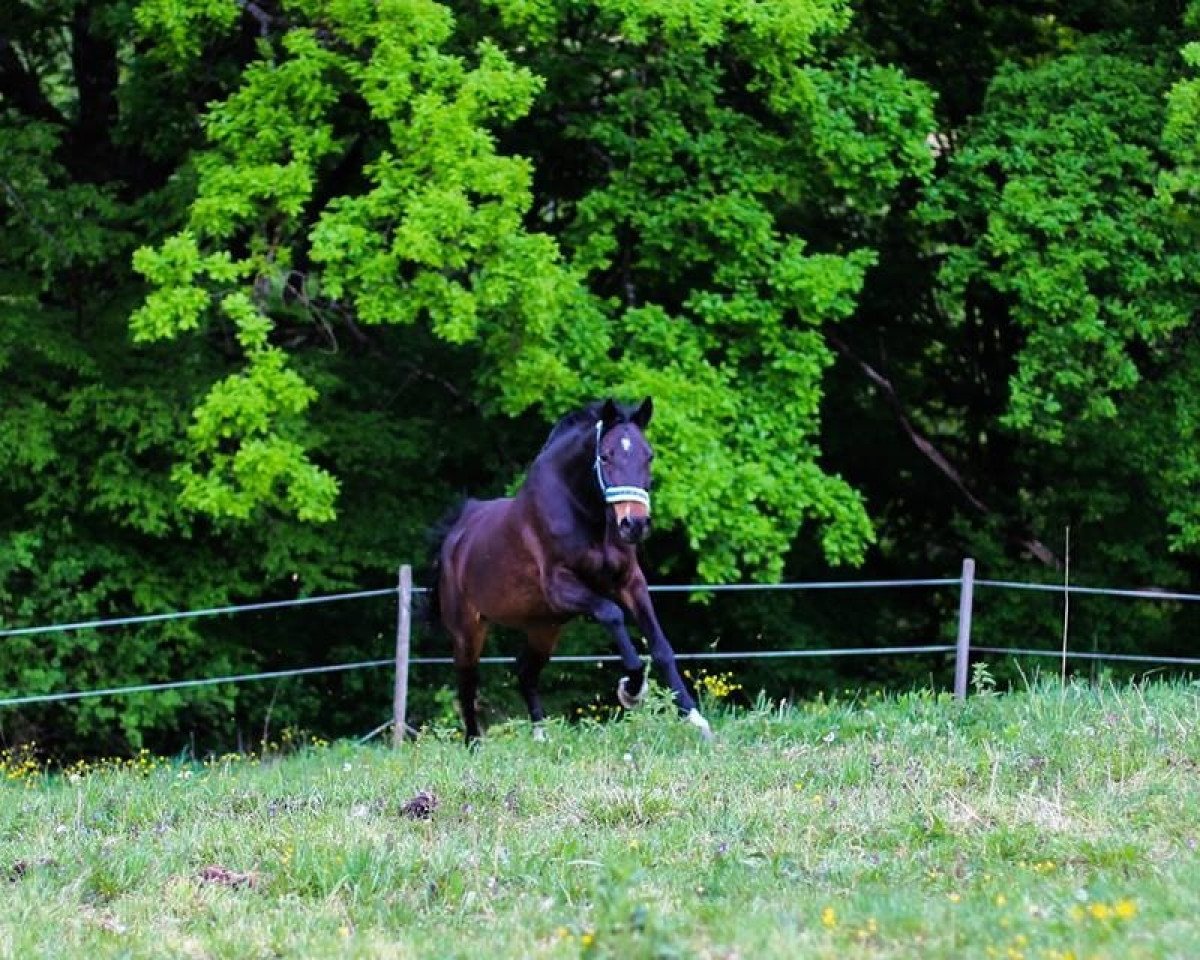 horse Linaro Le Prestige (Mecklenburg, 2008, from Lassito)