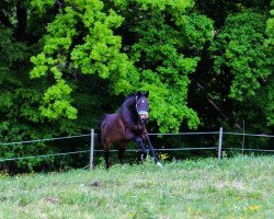 Pferd Linaro Le Prestige (Mecklenburger, 2008, von Lassito)