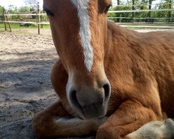 dressage horse Sir Sniper (Haflinger Mix, 2013, from Sojus)