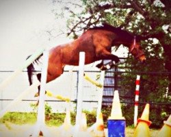 horse Cinderella (German Warmblood, 2000, from Chromico)