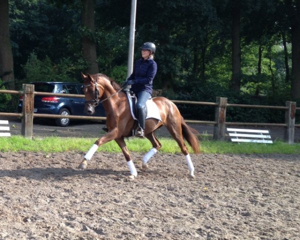 dressage horse Fleur D'Amour F (Hanoverian, 2011, from Feuerspiel)