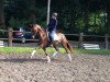 dressage horse Fleur D'Amour F (Hanoverian, 2011, from Feuerspiel)