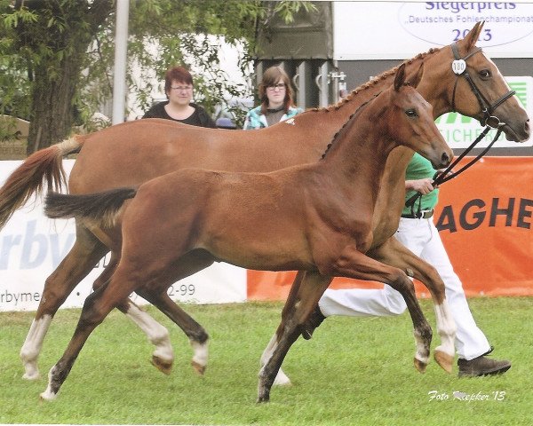 dressage horse Sacre Coeur GS (Oldenburg, 2013, from San Amour I)
