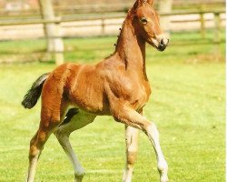 Springpferd Sunset Star (Oldenburger, 2009, von Sandro Hit)