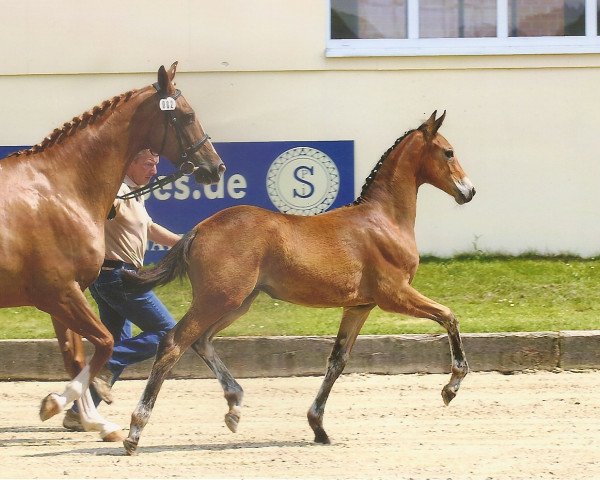 dressage horse Scarlett GS (Oldenburg, 2007, from Sandro Hit)