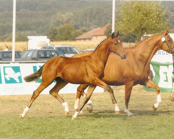 Dressurpferd Sally GS (Oldenburger, 2003, von Sandro Hit)