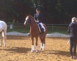 dressage horse Money Maker 11 (German Riding Pony, 2008, from Marsstern)