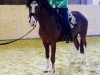 dressage horse Quaterback's Blue Eyes (German Riding Pony, 2012, from Quaterback's Junior)