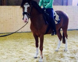 dressage horse Quaterback's Blue Eyes (German Riding Pony, 2012, from Quaterback's Junior)