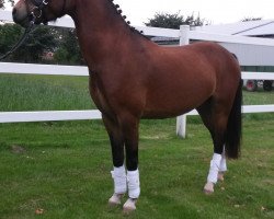 dressage horse Duffelt's Ludo (Welsh mountain pony (SEK.A), 2011, from Gulden Hoef's Vivaldi)