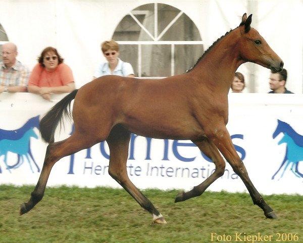 dressage horse Sunfire (Oldenburg, 2006, from Sandro Hit)