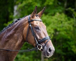 dressage horse Belmondo - R (Hanoverian, 2010, from Benetton Dream FRH 1301)