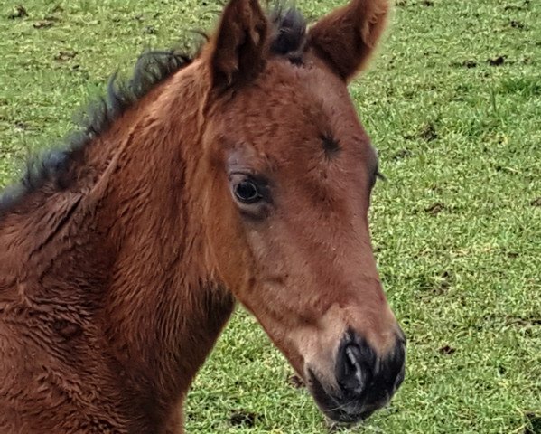 broodmare Finja (Hanoverian, 2016, from Fürstenball)