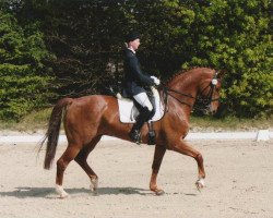 dressage horse David 114 (Westphalian, 1996, from Donnerschlag)