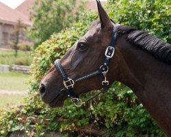 Springpferd Lotna (Polnisches edles Halbblut, 2004)