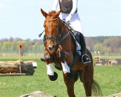 broodmare Dinea 2 (Hanoverian, 2009, from Don Frederico)