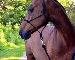 jumper Cybriano L (German Warmblood, 2000, from Consens)