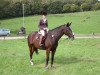 jumper Rosalie 153 (Hanoverian, 2004, from Rhytmo)