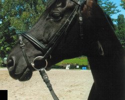 broodmare Whispered Secret (Hanoverian, 2004, from Weltruhm)