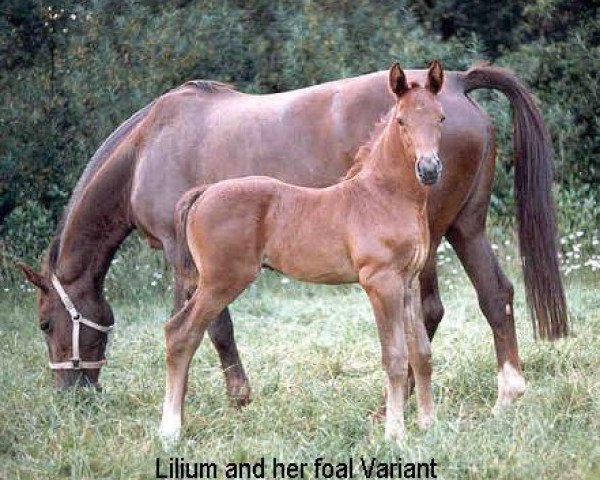 broodmare Lilium (KWPN (Royal Dutch Sporthorse), 1970, from Eros)