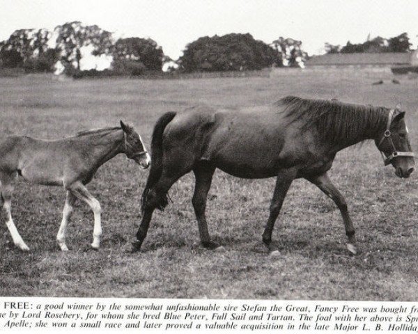 broodmare Fancy Free xx (Thoroughbred, 1924, from Stefan the Great xx)
