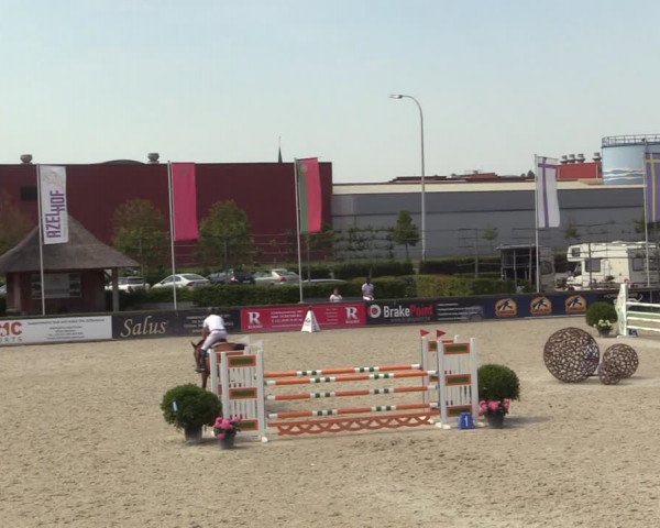 Gold +Cyclus Jonge Paarden in Lier (BEL) 2020