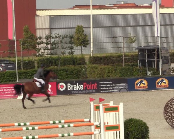 Gold +Cyclus Jonge Paarden in Lier (BEL) 2020