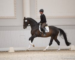 Pferd Frederic Fahrenheid (Trakehner, 2010, von Biotop)