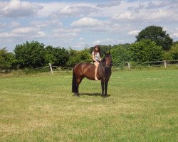 dressage horse Beltane 5 (unknown, 2007)