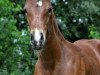 dressage horse Einfach Charmant (Oldenburg, 2014, from Coal Diamond)