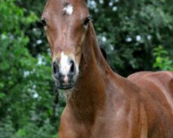 dressage horse Einfach Charmant (Oldenburg, 2014, from Coal Diamond)