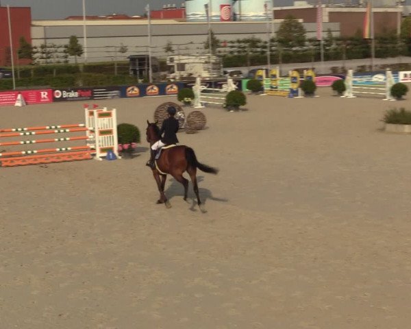 Gold +Cyclus Jonge Paarden in Lier (BEL) 2020