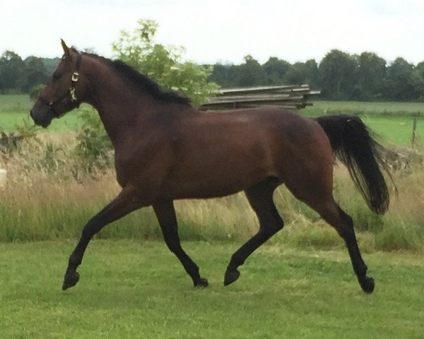 jumper Lertevangs Ci´Nero (Danish Warmblood, 2011, from Lertevangs Coleir)