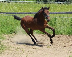 Springpferd Sunny-R (Holsteiner, 2015, von Crumble)