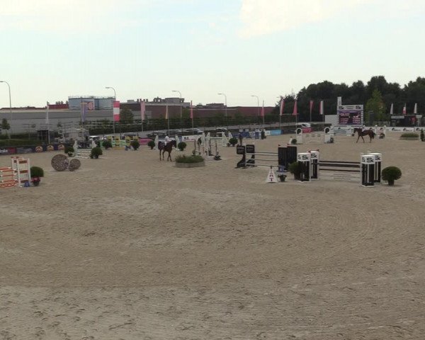 Gold +Cyclus Jonge Paarden in Lier (BEL) 2020