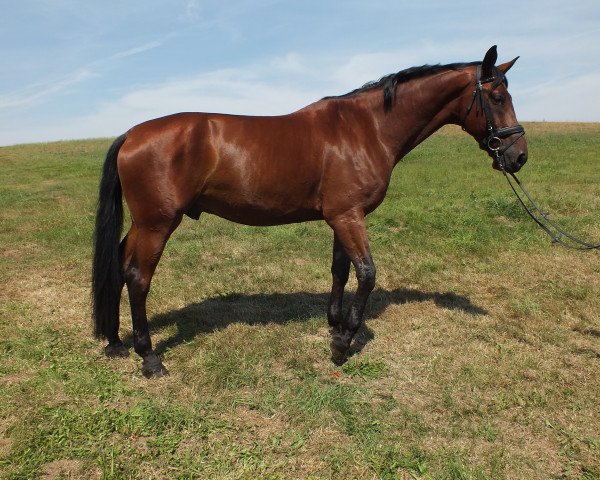 Springpferd Roccodero (Deutsches Sportpferd, 2005, von Re Mexico)