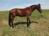 jumper Roccodero (German Sport Horse, 2005, from Re Mexico)