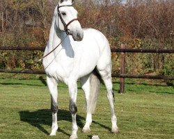 dressage horse Tommy Hilfiger (Oldenburg show jumper,  , from Rubinstein I)