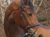 dressage horse Elliet (Bavarian, 2004, from Donnersmarck)