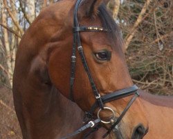 dressage horse Elliet (Bavarian, 2004, from Donnersmarck)