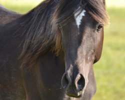 stallion Al May Maamoun (Arabian thoroughbred, 2014, from AE Haalim Jamil EAO)