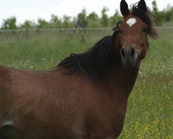 broodmare AE Egyptian Maymunah (Arabian thoroughbred, 2007, from Nile Prince EAO)